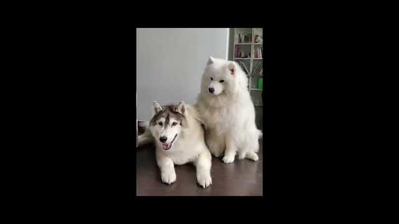 New Funny Animals π Funniest Cats and Dogs Videos πΊπΆ