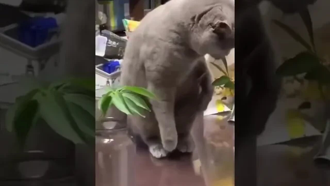 funny viral