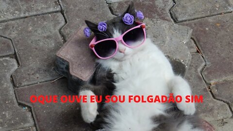 GATOS E FOFURAS yotube