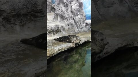 Chilling Seal |