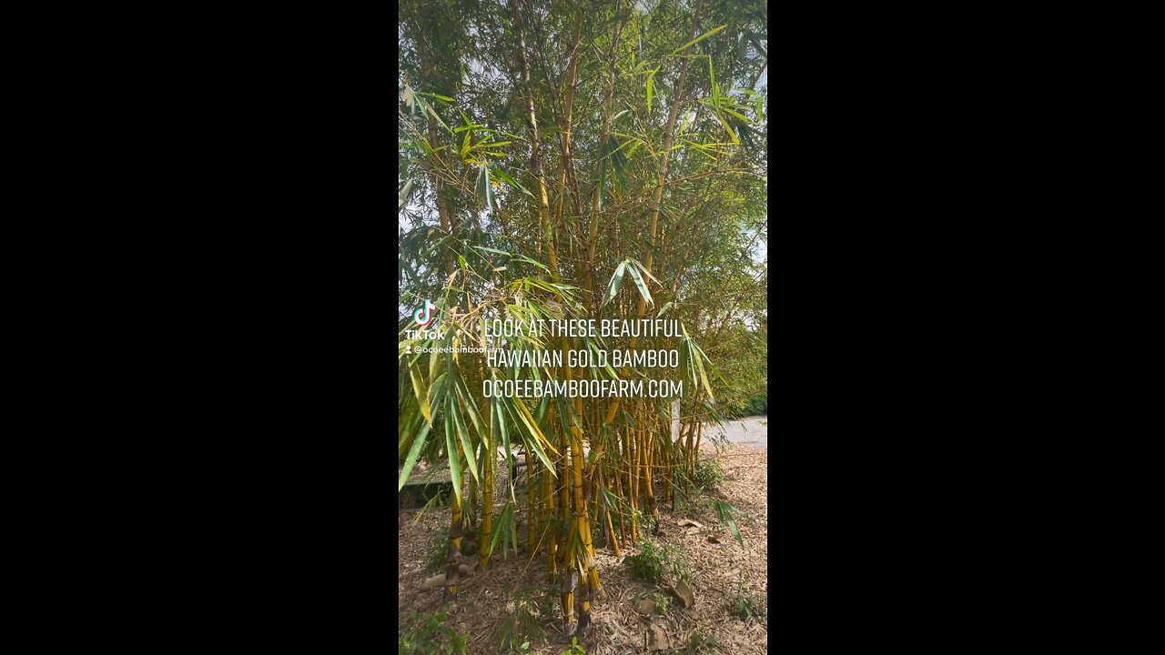 Hawaiian Gold Bamboo 407-777-4807