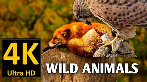 Wild animals video for kids.