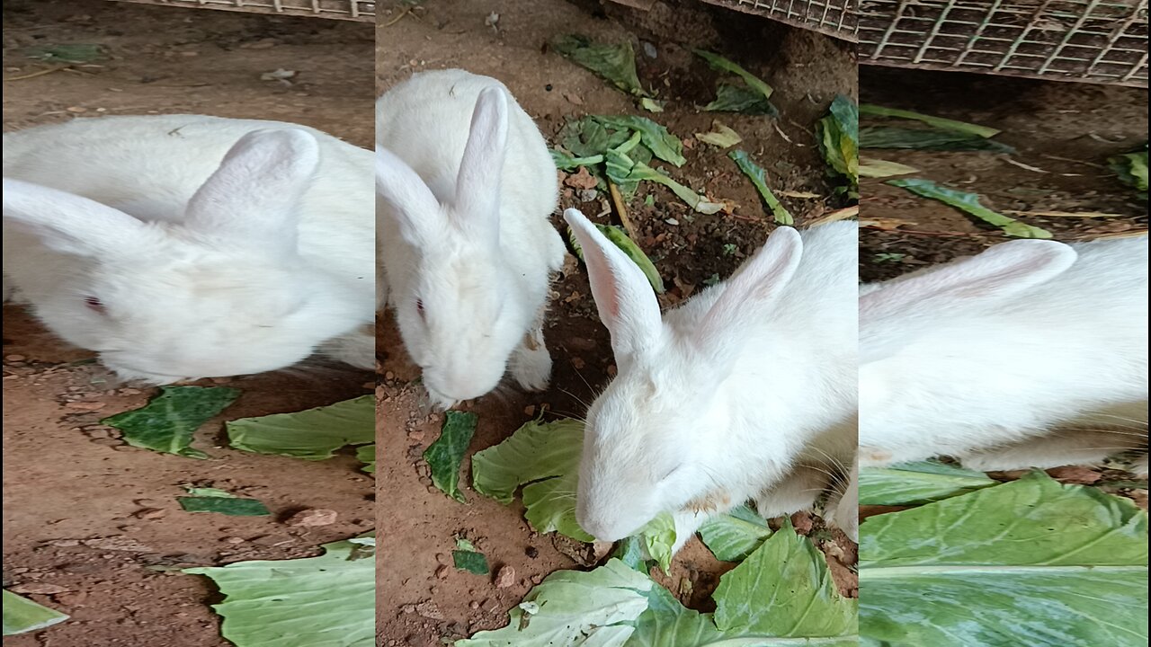 Rabbit farming