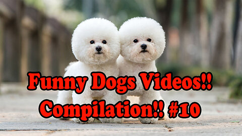 Funny Dog Videos!! Compilation!! #10