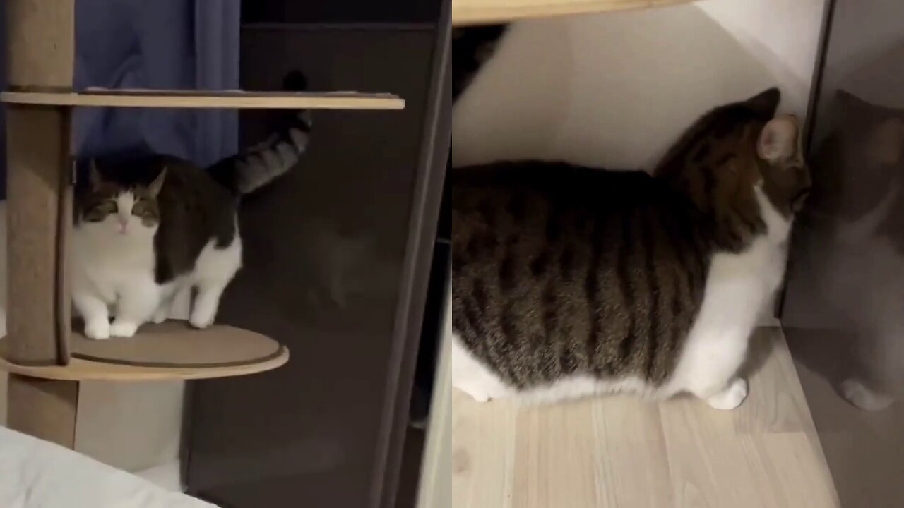 Cute cat running and running!