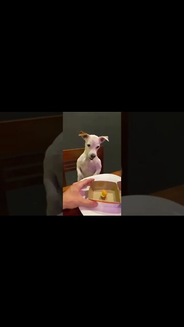 Guess, the dog didn’t like his burger 🍔