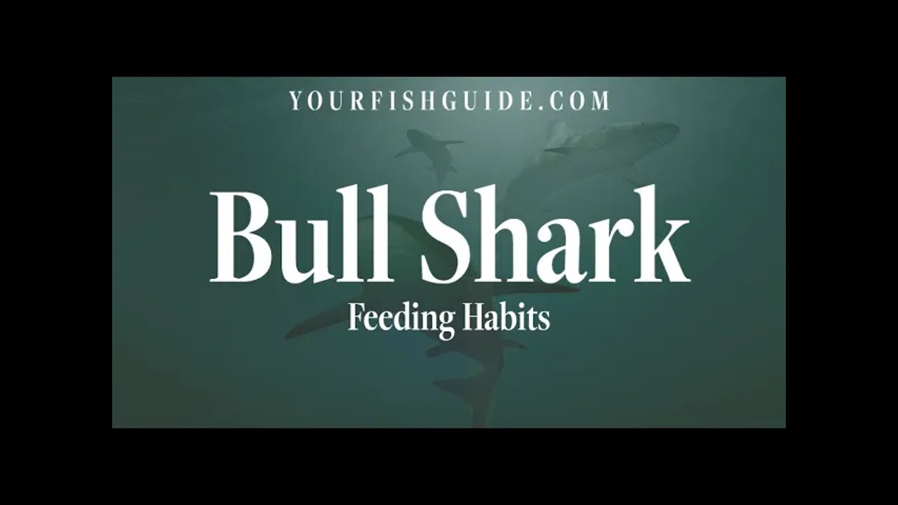 The Feeding Habits Of A Bull Shark | They Use Bump-And-Bite Attack