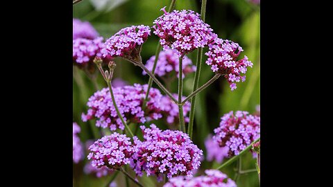 Vervain (Verbena officinalis)