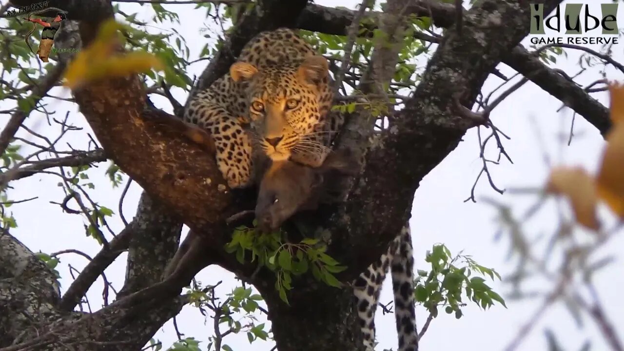 Leopard With Freshly Caught Warthog