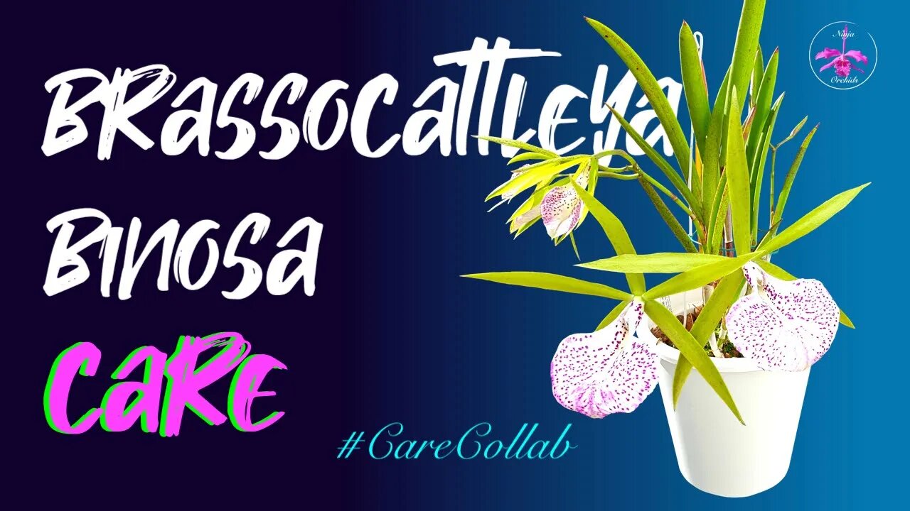 Brassocattleya Binosa 'Wabash Valley' | Self-Watering & LECA | Repeat Blooming Tips #CareCollab