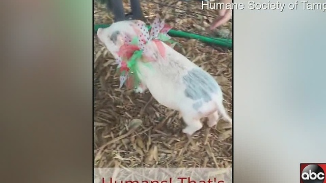 Pig up for adoption at Humane Society of Tampa