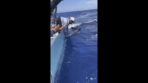 Sailfish release