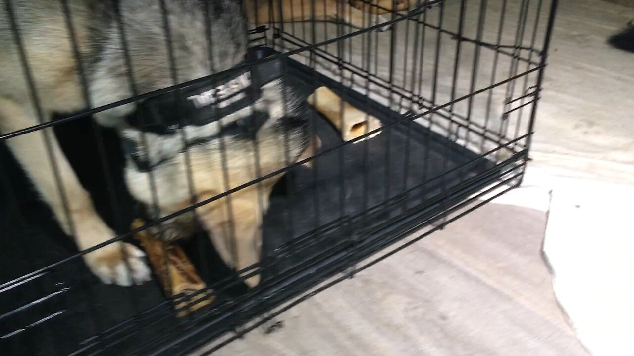 Misfit Shepherds rainy Day blues