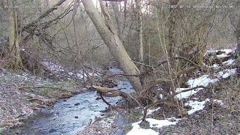 Raccoons - daytime visit on Wildlife Webcam 1