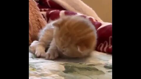 funny cat videos cute cat videos cute animals funny cats #shorts #shortsfunny #cutecat #funnycat