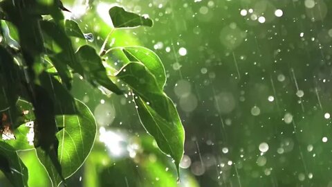 3 hours - Relaxing rain, birds and leaves calming sounds
