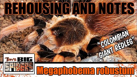 M. robustum "Colombia Giant Redleg" Rehouse and Notes