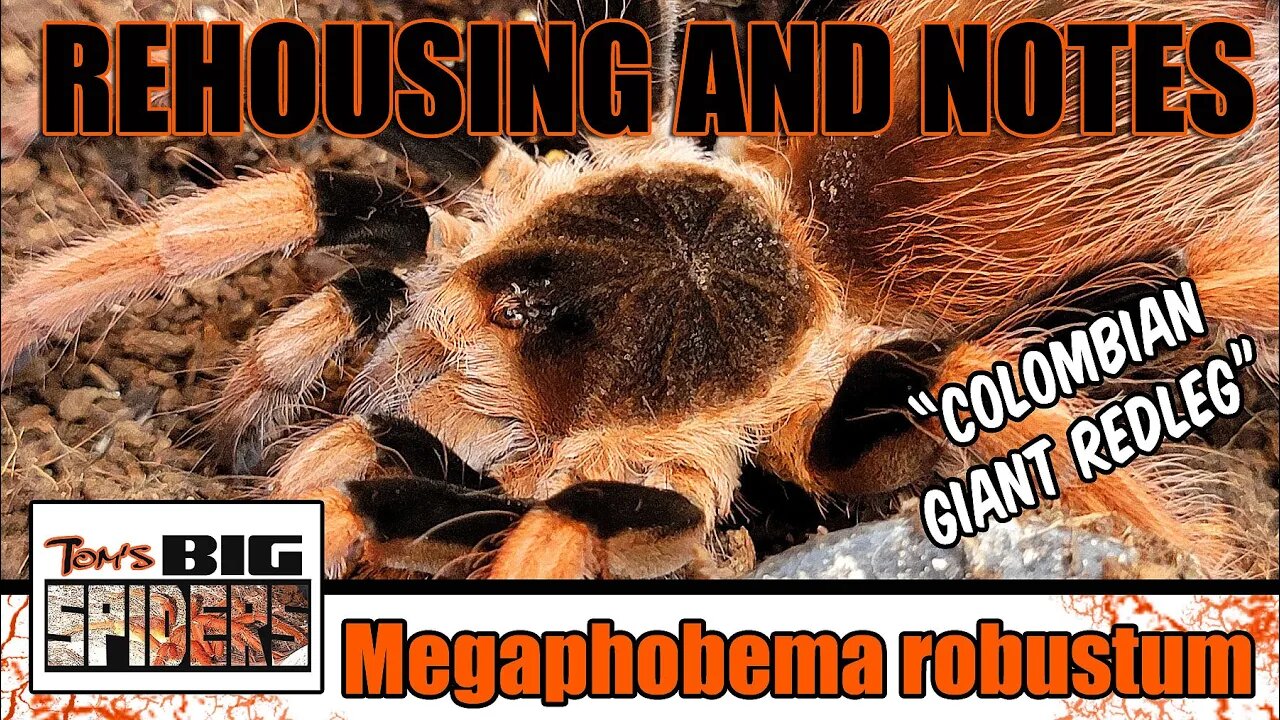 M. robustum "Colombia Giant Redleg" Rehouse and Notes