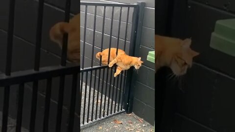 2 types of cats.. 😅