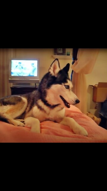 Talking Husky Says " I Love You