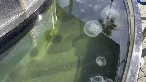 Three year old touches jelly fish in Long Beach California