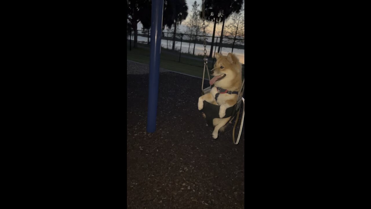 Shiba Inu swinging at the park while the sun sets