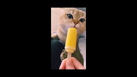 Funny cats on top 😄