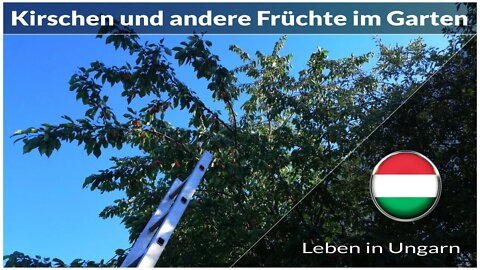 Kirschen und andere Früchte im Garten - Leben in Ungarn