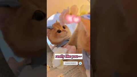 funny cat videos | cute cat videos| cute animals funny cats #shorts #shortsfunny #cutecat #funnycat