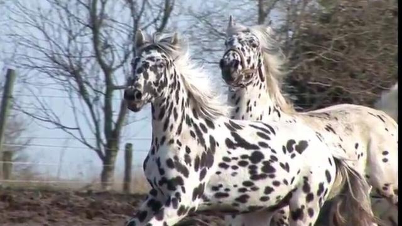 12 MOST BEAUTIFUL HORSE BREEDS IN THE WORLD - STUNNING EQUINE BEAUTY 🐎