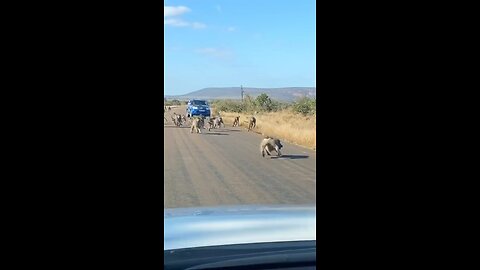 wildlife animal 😀