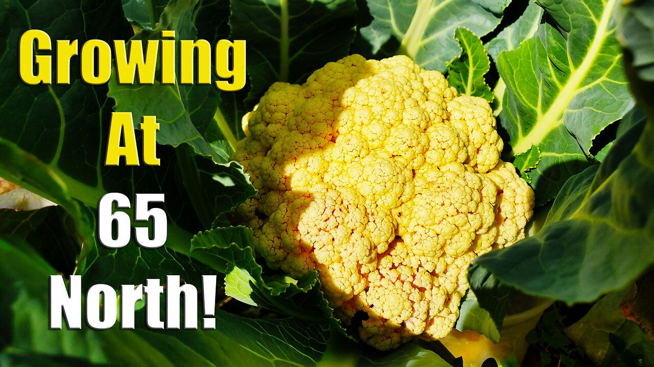 Our Subarctic Community Garden Walkthrough, Midnight Sun Grown!
