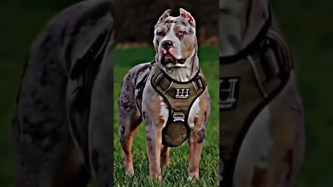 UM MIX DE QUALIDADE #shorts #memes #ytshorts #fyp