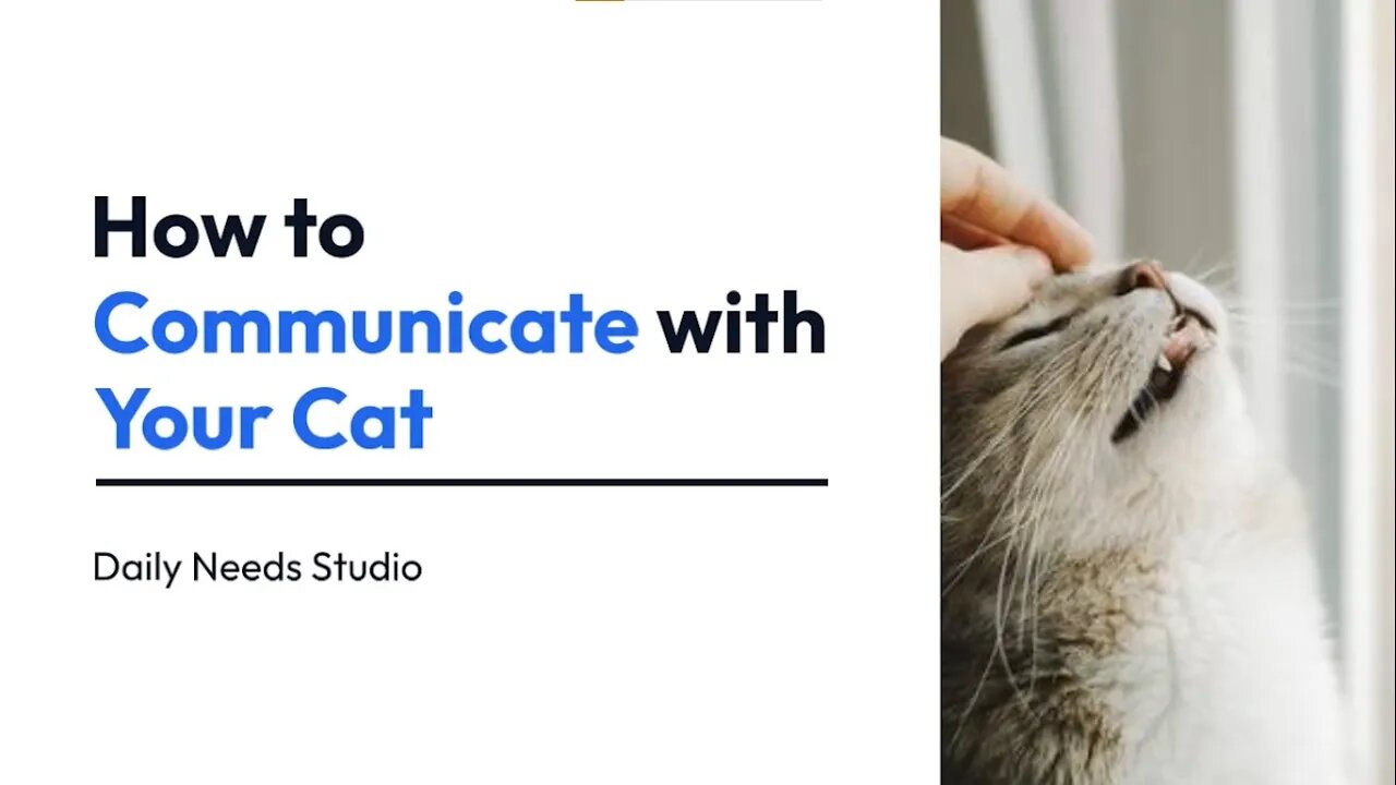 3 Ways to Communicate with Your Cat | How to Communicate with Your Cat | Daily Needs Studio