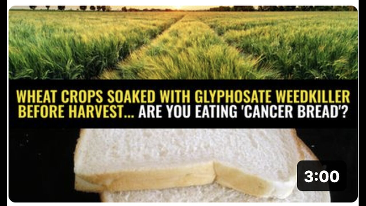 Wheat crops soaked with glyphosate weedkiller before harvest... Are you eating 'cancer bread'?