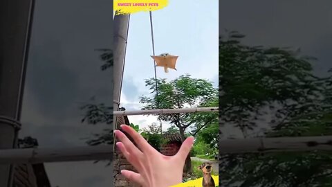 😍 Amazing and Lovable Flying Puppy || #Shorts