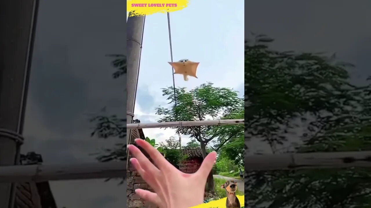 😍 Amazing and Lovable Flying Puppy || #Shorts