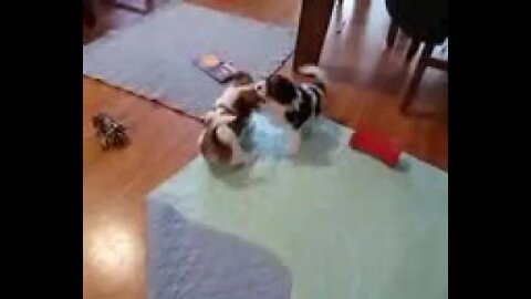 K Litter - 2/13/21(1)