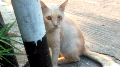 Harmonious coexistence in the cat family suffers