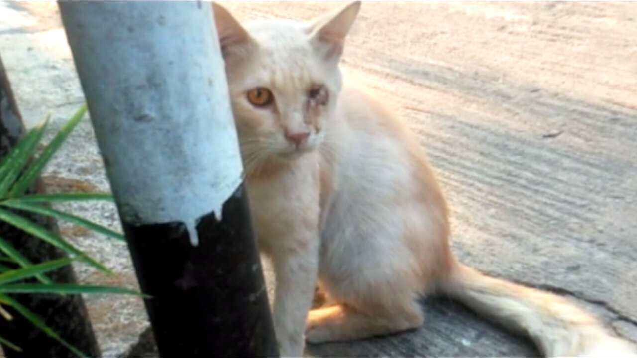 Harmonious coexistence in the cat family suffers