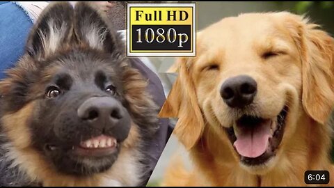 Funny Dogs Videos 🐶 of all time that make you laugh out loud🐶😂