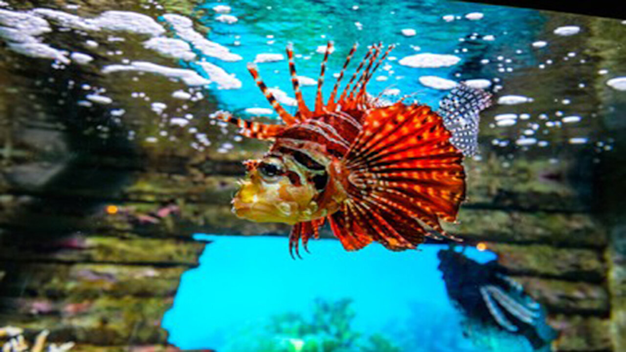 Amazing Fish Collections 2021 ¦¦ Exotic Fish ¦¦ Best Aquatic Aquarium Fish ¦¦ Best Coral Reef Fish.