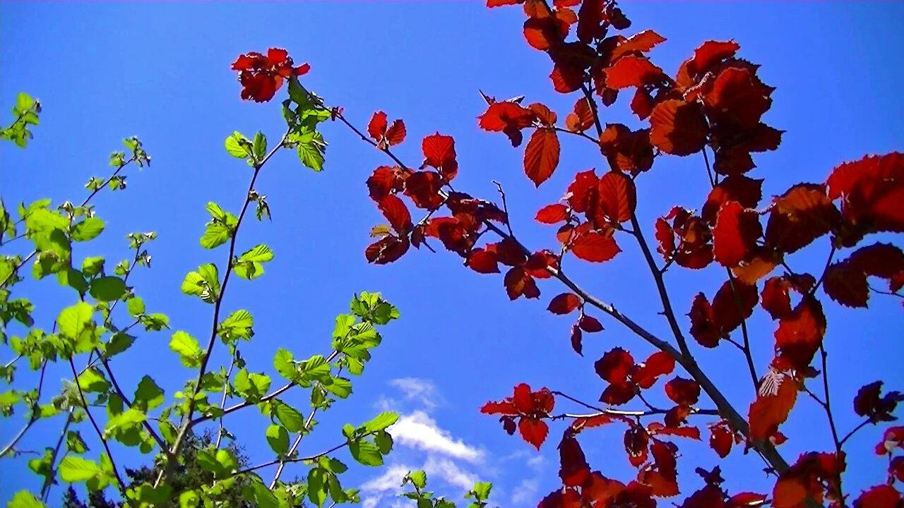 IECV TLV #27 - 👀 Filbert Trees Green And Red In A Time Lapse 4-28-2019