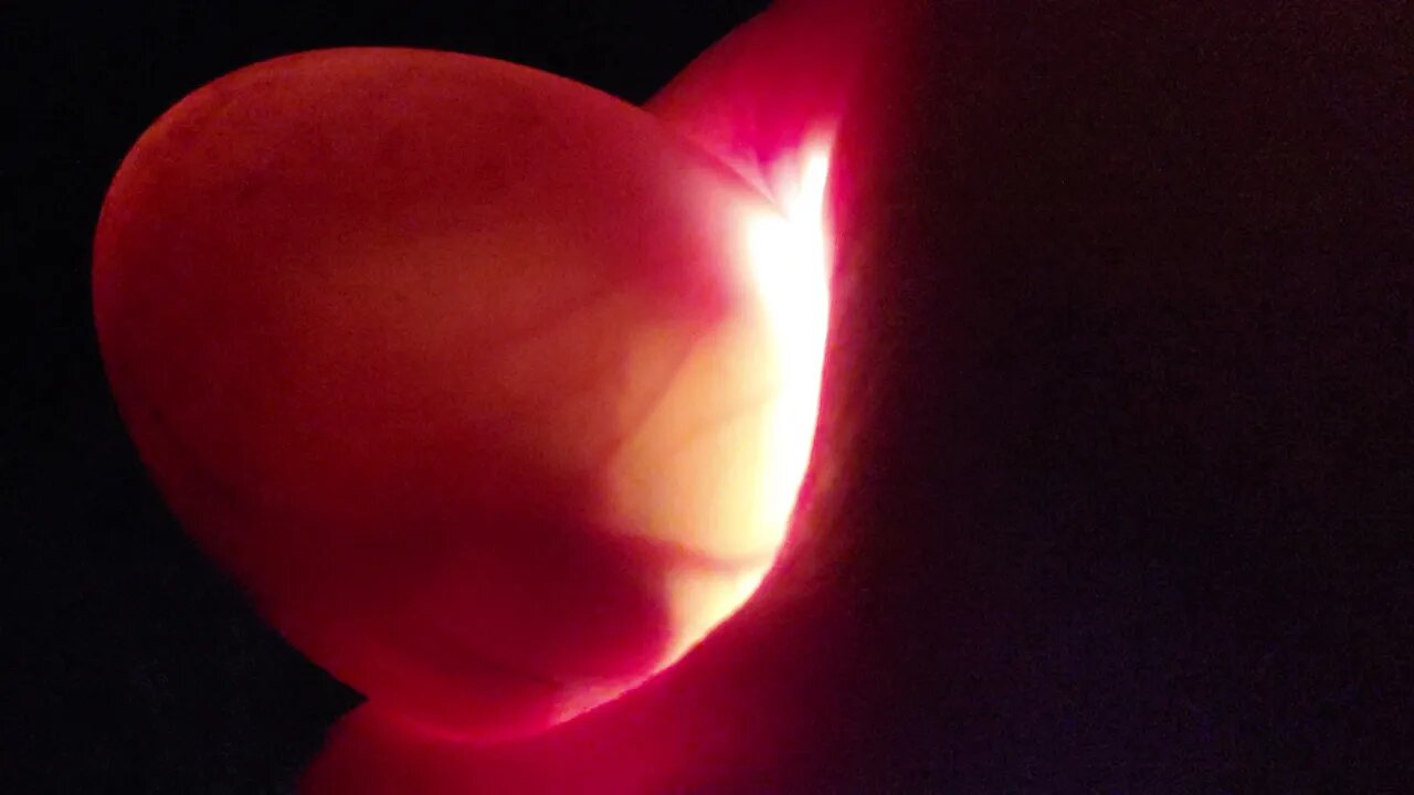 Duck embryo moving inside egg. Candling a duck egg at 2 weeks.