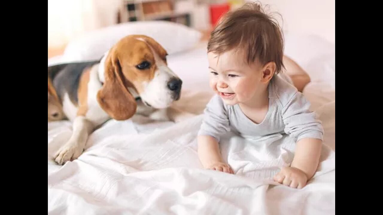 Cutie baby with dogs