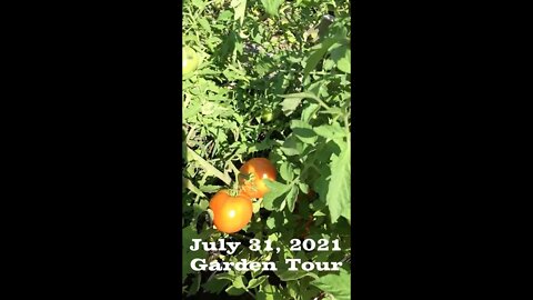 Garden Update for July 31, 2021