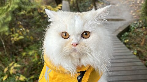 Cat Gets a New Rain Coat