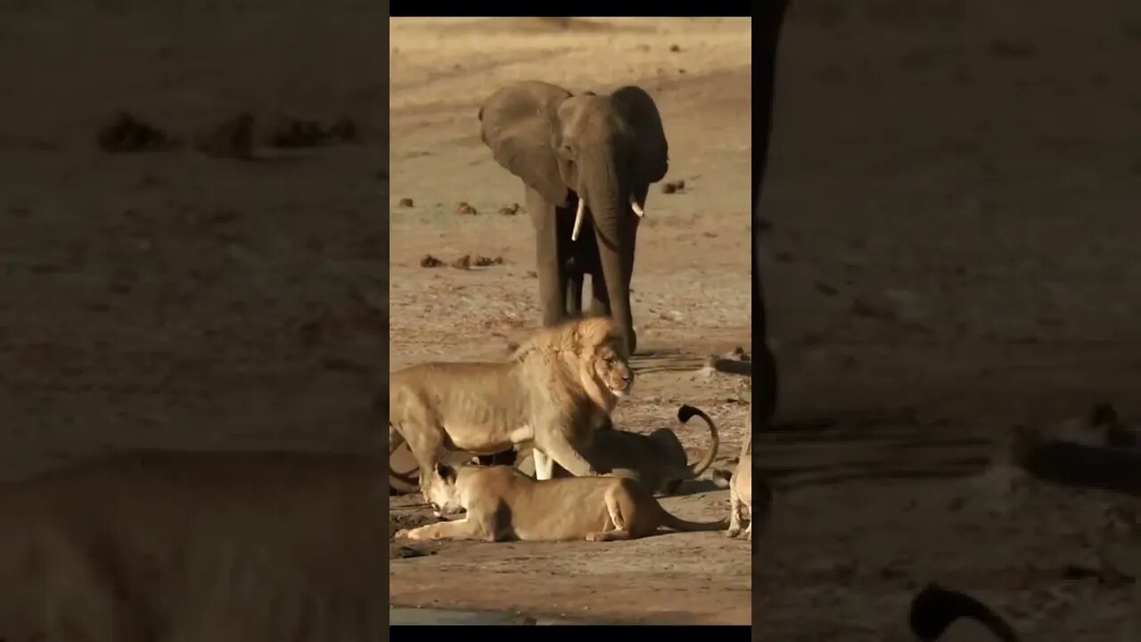 Elephants And Lions Video African animal lovers Video #r150shorts #youtubeshorts #ytshorts #animals