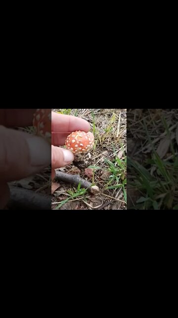 Harvest Season In The Forest Is Early