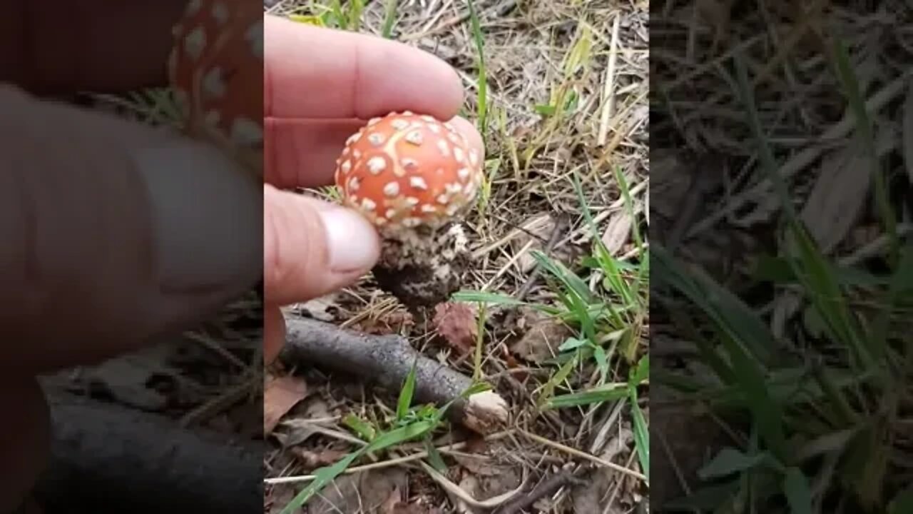 Harvest Season In The Forest Is Early